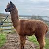 TOFT Nautilus Light Fawn Stud Male standing at TOFT Alpaca Stud